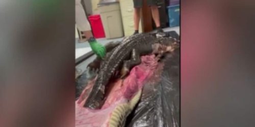 Florida: Tierärzte finden einen Alligator im Bauch von Riesen-Python