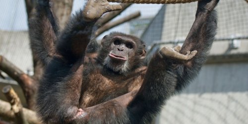 Schimpansin: Heidelberger Zoo trauert um «wilde Hilde»