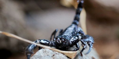 Tiere: Mann fängt Skorpion in Wohnzimmer ein
