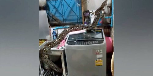 Nächtlicher Besuch: Gigant in der Küche: Pythonschlange kriecht über Waschmaschine