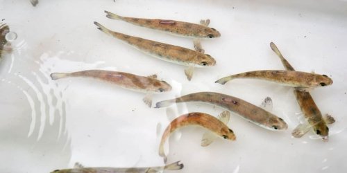 Tiere: Lachse kehren ins Flutgebiet zurück: 6000 Fische ausgesetzt