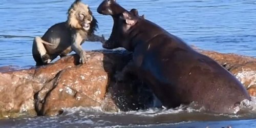 Kräftemessen zwischen Löwe und Flusspferd