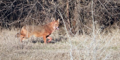 Tiere: Seltener Goldschakal im Spessart nachgewiesen