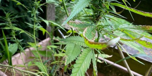 Meisen im Drogenrausch?: Bei Kölner Rentner wächst plötzlich Cannabis aus dem Boden - die Ursache ist erstaunlich