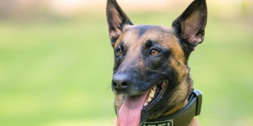 Tiere: Polizeihunde trainieren auf der Festung Königstein