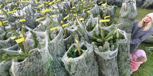 Weihnachtszeit: Verkauf von heimischen Weihnachtsbäumen beginnt