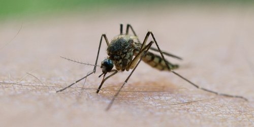 Expertin klärt auf: Ssss, ssss, ssss: Darum sind gerade so viele Stechmücken unterwegs
