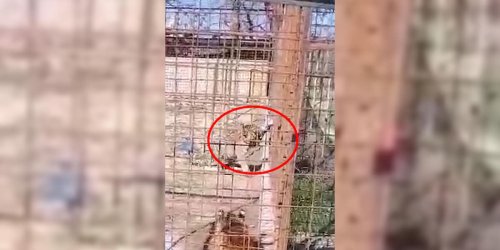 Slowakei: Hier beißt Tiger in Arm einer Zoobesucherin