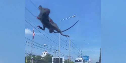 Nager als blinder Passagier: Während der Fahrt: Ratte taucht auf Windschutzscheibe auf