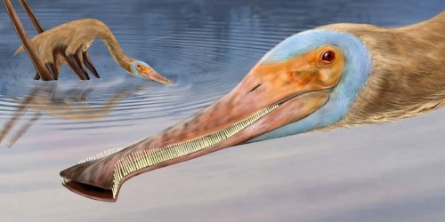 Pterosaurier mit einzigartigem Gebiss entdeckt