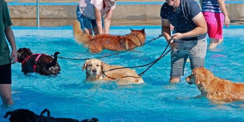 Buntes: Tierisches Badevergnügen: Mehr als 50 Hunde im Freibad