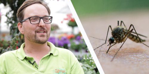 Profi-Gärtner-Tipp gegen Mückenplage: Diese Pflanze für Garten und Balkon hilft