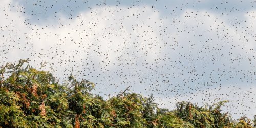 Anblick ohnegleichen: Fünf Millionen Bienen legen Verkehr lahm – stechen LKW-Fahrer hundertmal