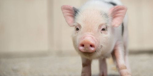 Mit Chips, Bier und Schnaps gefüttert : Alkoholkrankes Mini-Schwein Eberhard muss auf Tierschutzhof Entzug machen