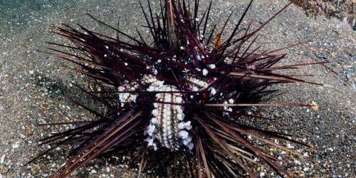 Tausende tote Tiere: Nun ist klar, was mysteriöses Seeigelsterben verursacht