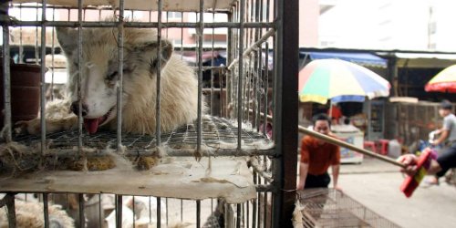 Neue Daten aus China: „Stinkt zum Himmel“: Top-Virologe Kekulé kritisiert Marderhund-Studie