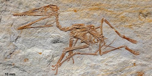 Ältestes Pterodactylus-Fossil in Deutschland entdeckt