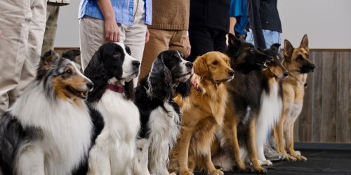 FOCUS-Online-Dogcast: Leinenpflicht und Gehorsam: Was der Hundeführerschein für Hundehalter bedeutet