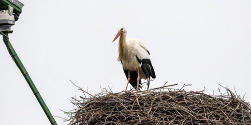 Tiere: Storch trotzt dem Schietwetter und ist zurück in MV