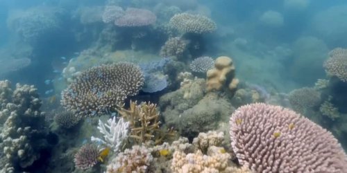 Politische Motivation: Mit 630 Millionen Euro: Australien will Great Barrier Reef retten
