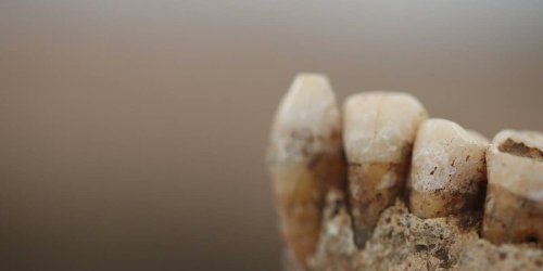 Paläo-Diät: Mundbakterien verraten Steinzeit-Ernährung