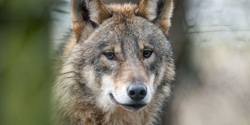 Tiere: Bayern fordert vom Bund einfachere Regeln für Wolfsabschüsse
