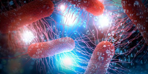 Können Sepsis auslösen: Millionen Tote durch bakterielle Infektionen - das sind die Warnzeichen
