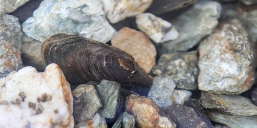 Natur: Junge Flussperlmuscheln werden im Vogtland ausgewildert