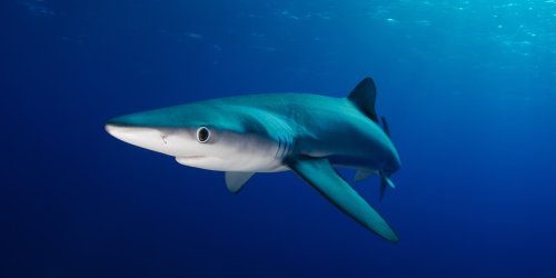 Australien: 16-Jährige stirbt nach Hai-Attacke in Fluss