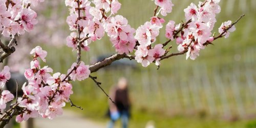 Kommunen: Beliebtes Mandelblütenfest wieder an zwei Wochenenden