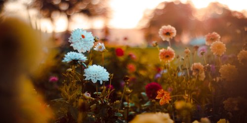 Effektiver Dünger: Überraschendes Mittel lässt die Pflanzen in Ihrem Garten richtig aufblühen