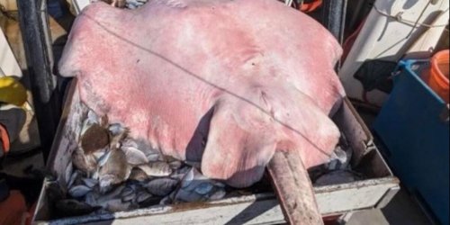 „Sehen Veränderungen der Umwelt an den Tieren“: Fast 200 Kilo schwer: Fischer ziehen Riesenrochen aus dem Meer