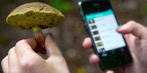 Kann im Krankenhaus enden: Experten warnen vor Smartphone-Apps zur Pilz-Bestimmung