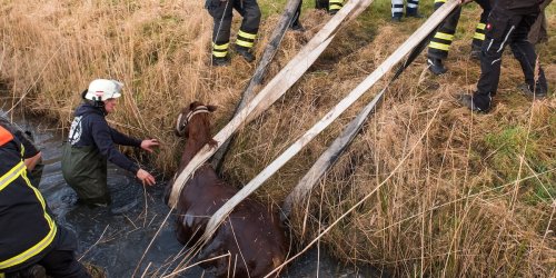 Tierrettung: Feuerwehr rettet weiterhin viele Tiere trotz Gebührenpflicht