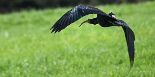Zugvögel: Waldrappteam legt mit Jungtieren 1600 Flugkilometer zurück