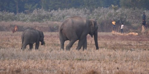 In Indien: Mann wird bei Selfie-Versuch von Elefant zertrampelt und stirbt