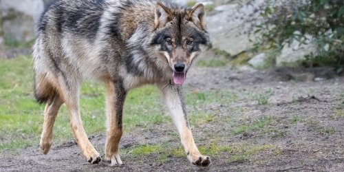 Eingewöhnungsphase: Fünf Wölfe in Berliner Zoo eingezogen