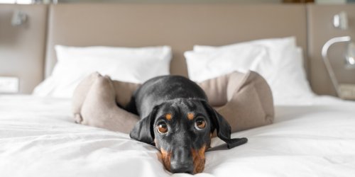 Deutschland, Österreich und Südtirol: Die schönsten Hotels für den Urlaub mit dem Hund