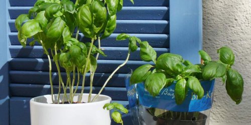Mit 7 Tipps lebt Ihre Basilikum-Pflanze länger