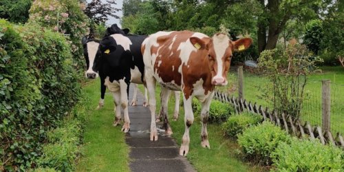 Polizeiinspektion Wilhelmshaven/Friesland: POL-WHV: Kühe im Kleingartenverein unterwegs