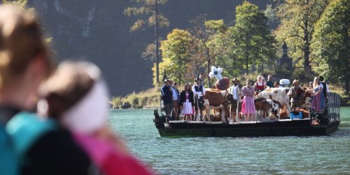 Tiere: Almabtrieb am Königssee: Kühe kommen per Schiff heim