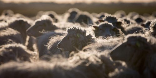 Diepholz: Wollige Naturschützer: Moorschnucken-Ausstellung