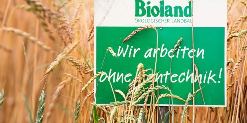 Gen-Schere als Lösung für unsere Felder? Es gibt eine große Sorge