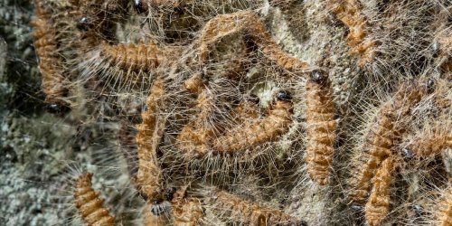 Naturschutz: Kühler Frühling macht Eichenprozessionsspinner zu schaffen