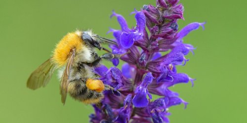 Nabu-Insektensommer: Ackerhummel in Thüringen auf Platz Eins