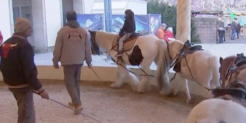 Tierquälerei auf Weihnachtsmarkt? Ärger um Pony-Karussell für Kinder