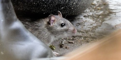 Karlsruhe: Stadt findet rund 100 Ratten in WG-Zimmer