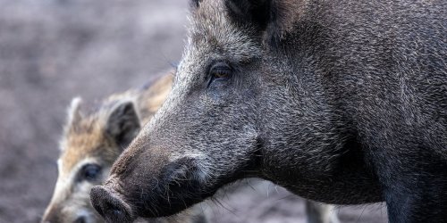 Ludwigslust: Zuletzt weniger erlegte Tiere: Schwarzwild-Jagd mit Wirkung