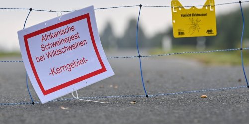 Krankheiten: Gegen Schweinepest: Nachwuchs für Kadaver-Suchhunde gesucht