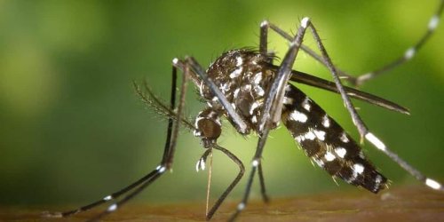Kann Tropenkrankheiten übertragen: Tigermücke hat sich „explosionsartig“ vermehrt: Was Sie wissen müssen